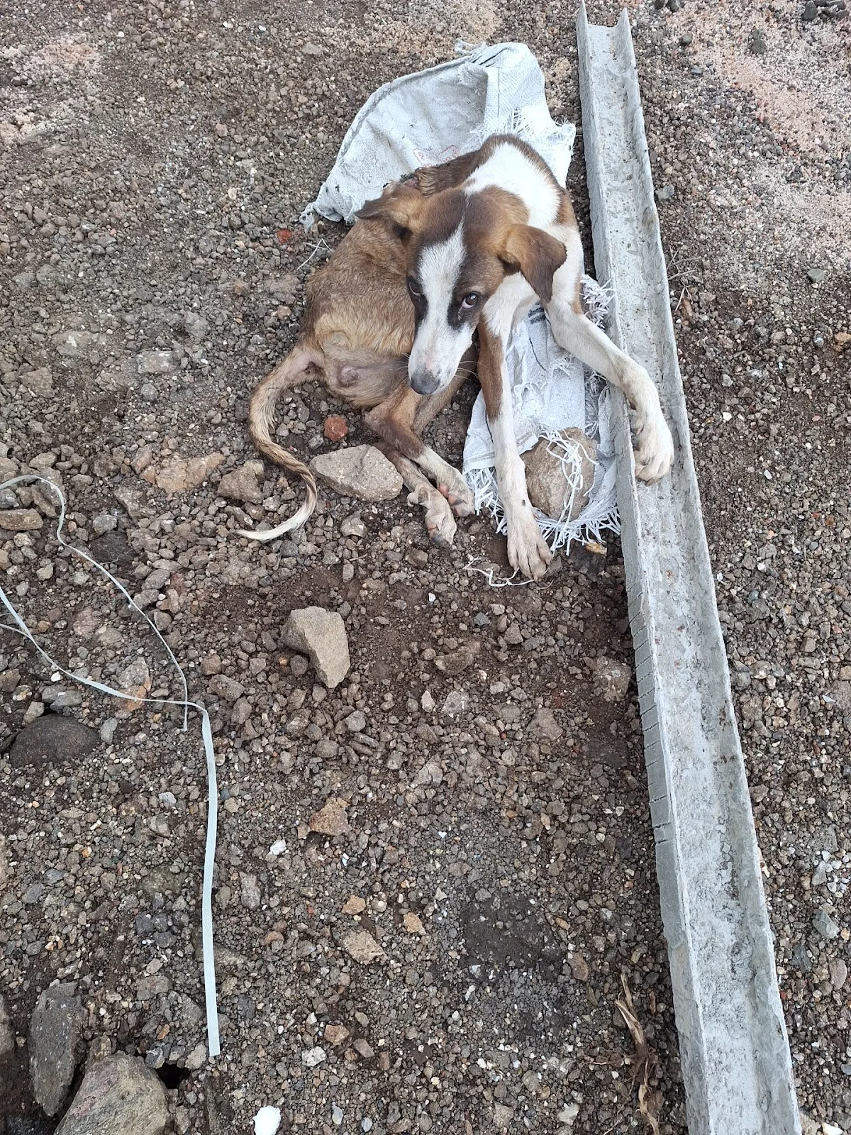 Animal Helpline shree Karuna Foundation