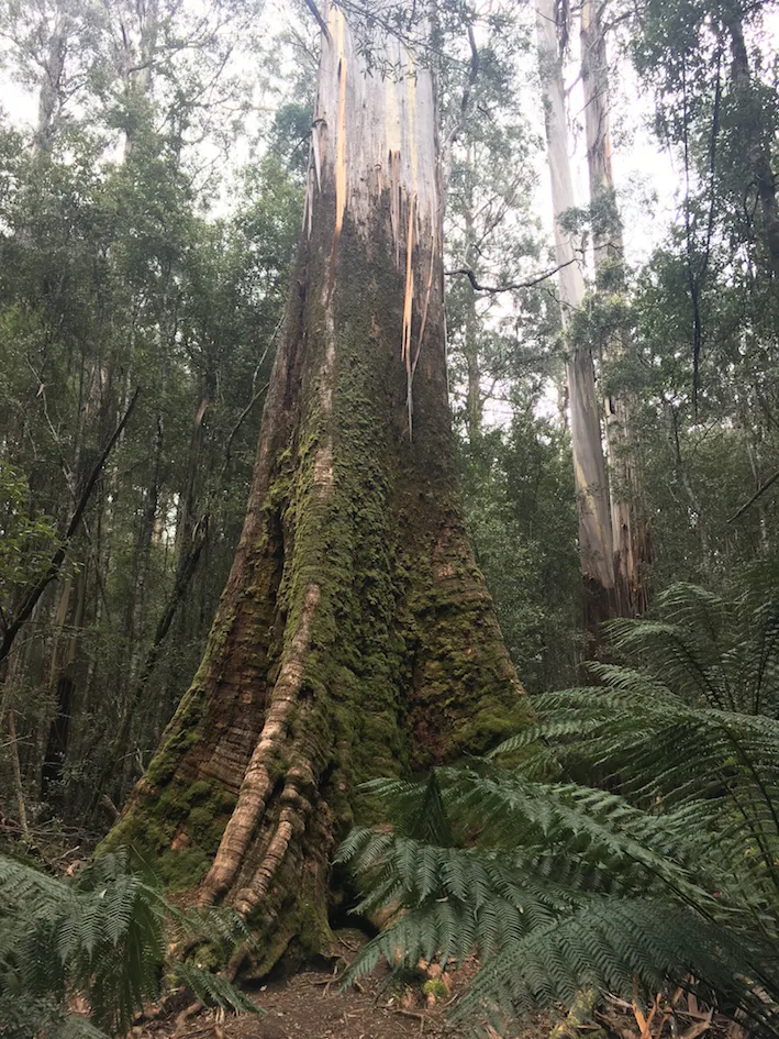 Trust for Nature