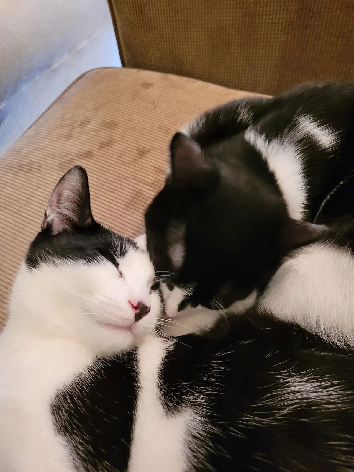 Action Volunteers for Animals