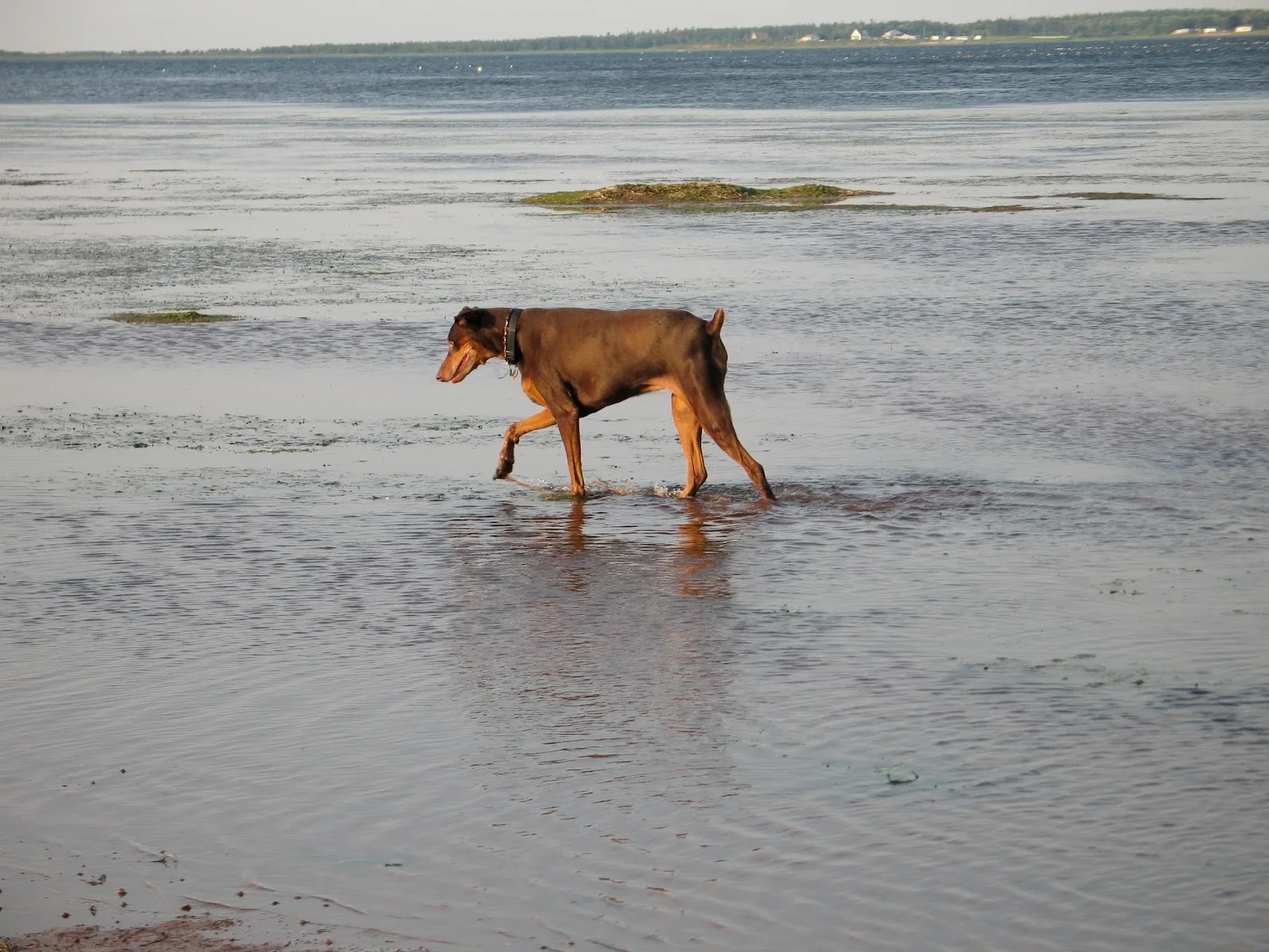 Holly's Hope for animals in need