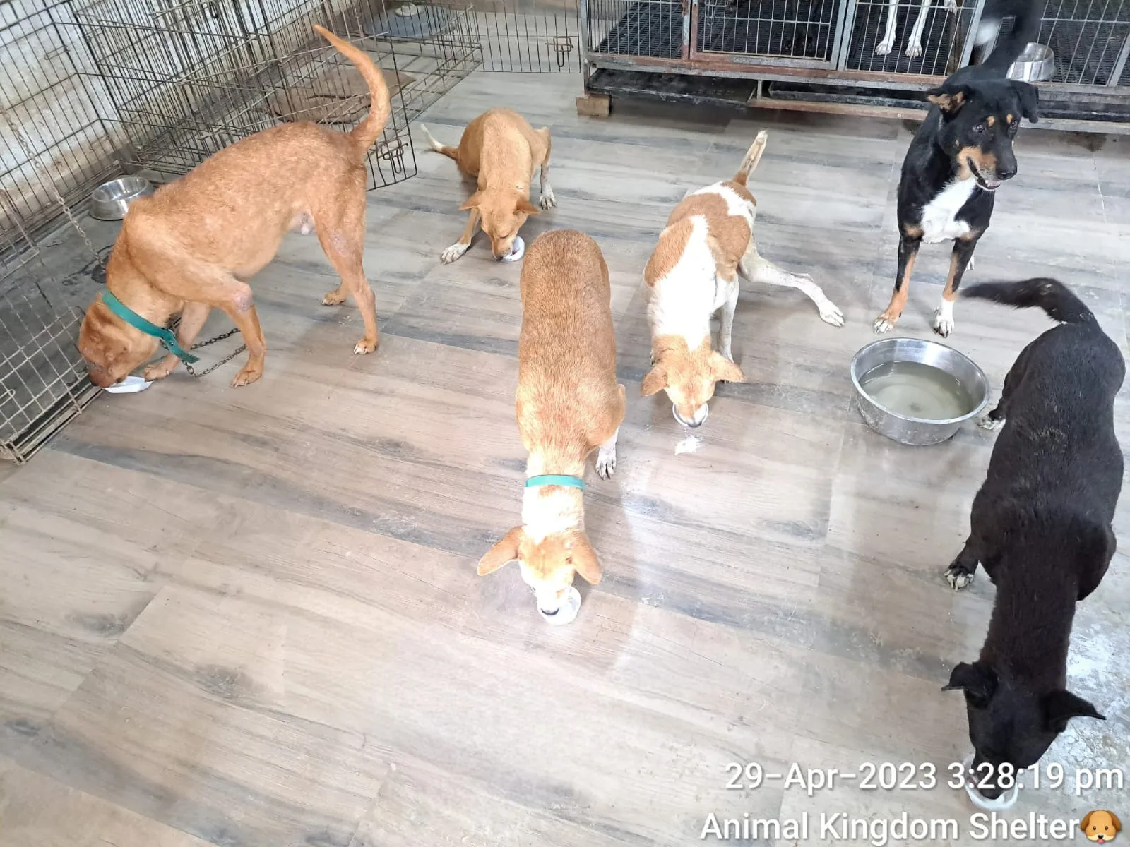 Animal Kingdom Shelter