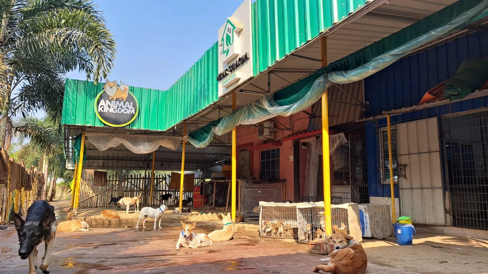 Animal Kingdom Shelter