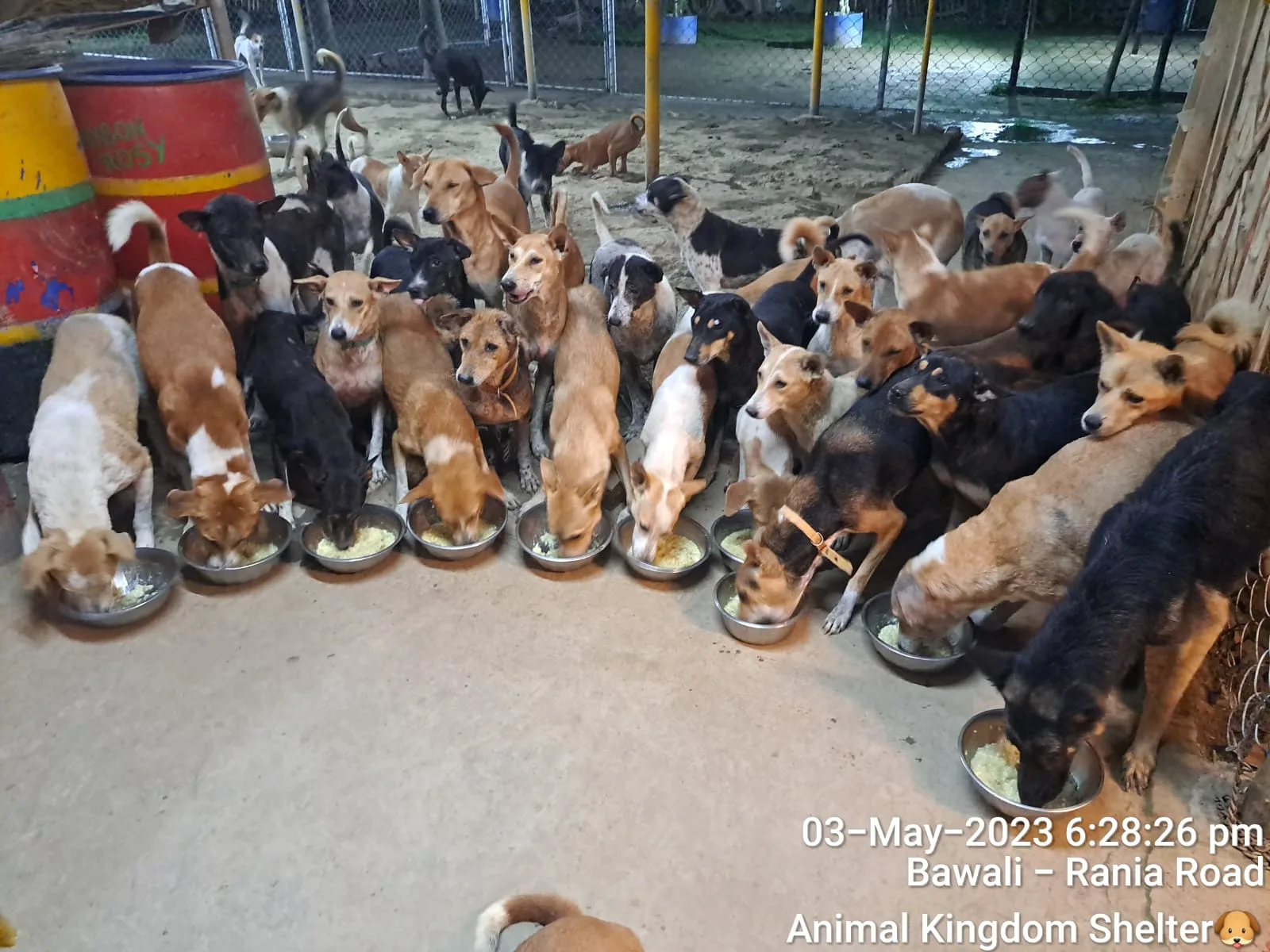 Animal Kingdom Shelter