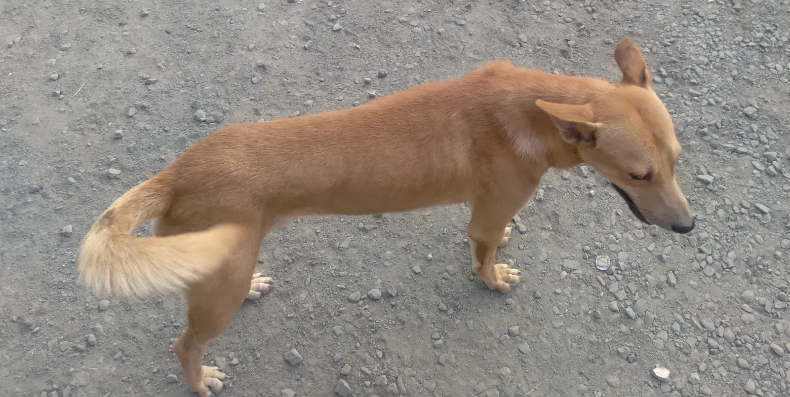 SHARANAM ANIMAL CARE AND RESCUE CENTER