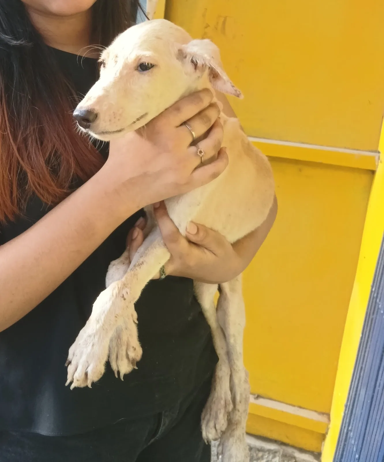 SHARANAM ANIMAL CARE AND RESCUE CENTER
