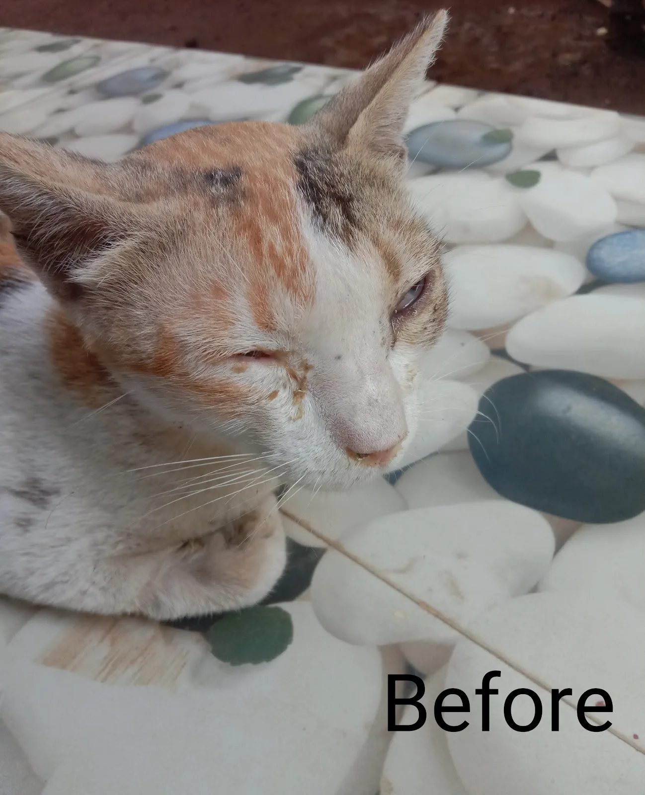 SHARANAM ANIMAL CARE AND RESCUE CENTER