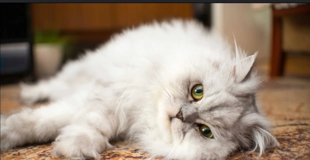 SHARANAM ANIMAL CARE AND RESCUE CENTER