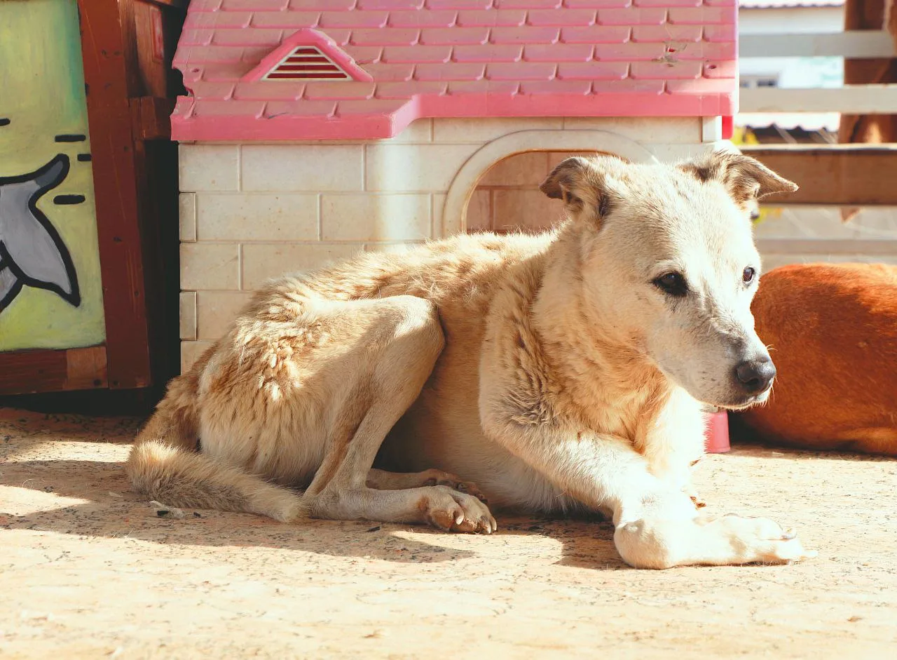 Vafa Animal Shelter