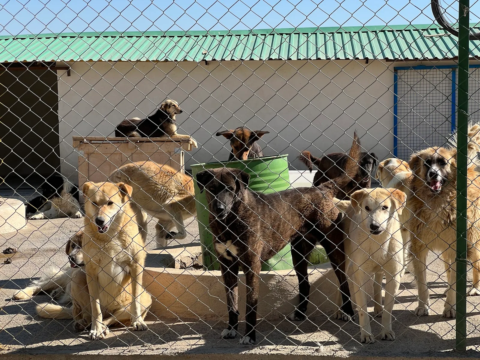 Vafa Animal Shelter