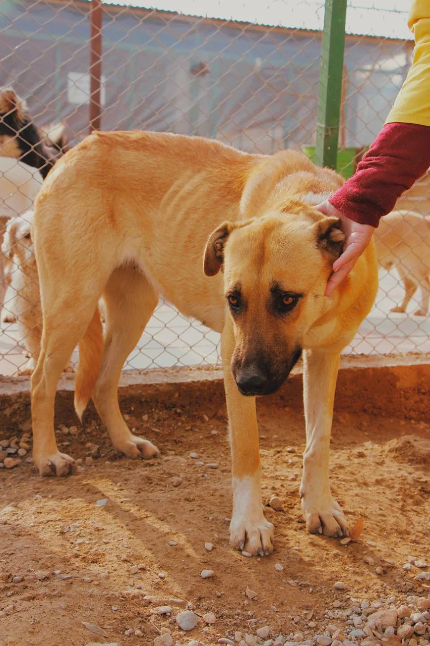 Vafa Animal Shelter