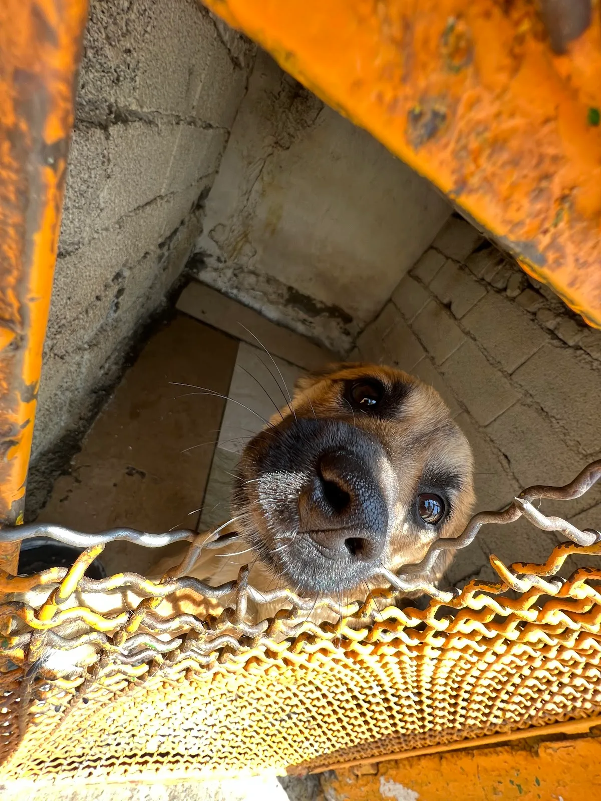 Vafa Animal Shelter