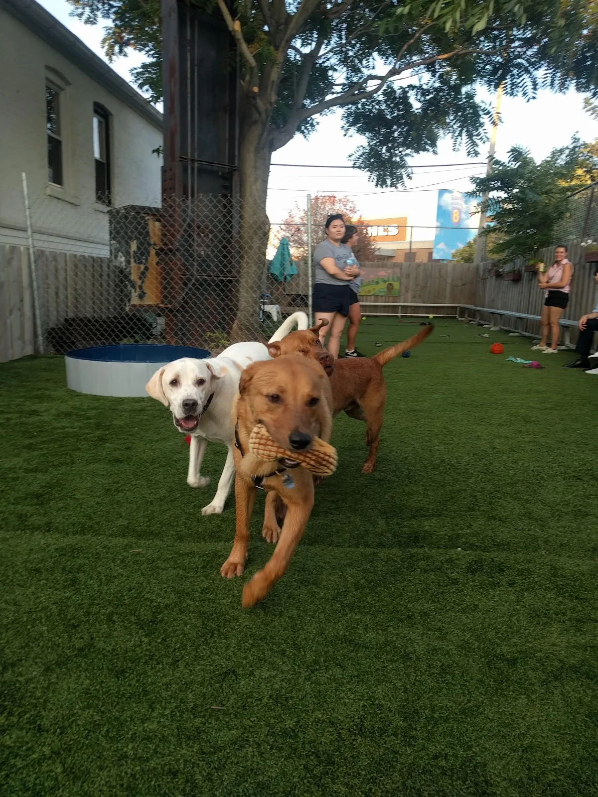 One Tail at a Time - Adoption Center