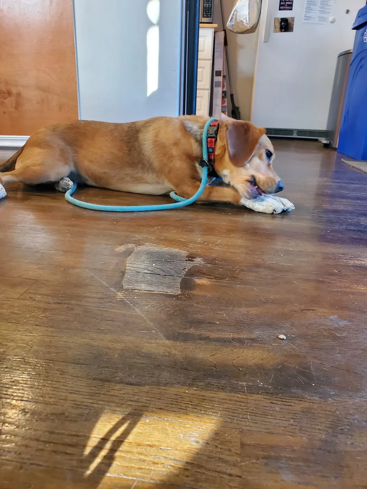 One Tail at a Time - Adoption Center