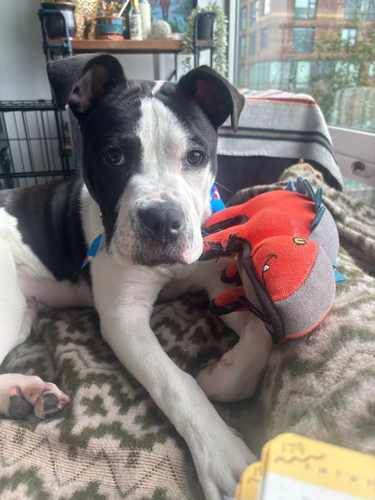 One Tail at a Time - Adoption Center