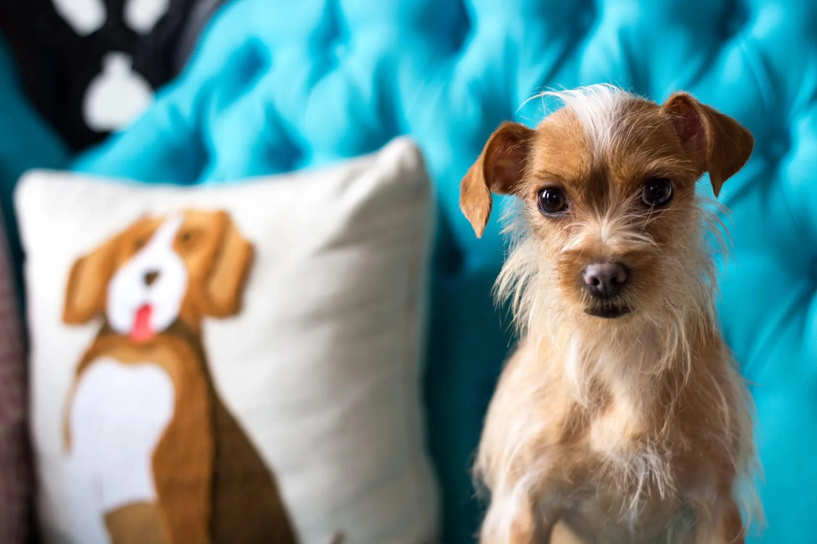 One Tail at a Time - Adoption Center