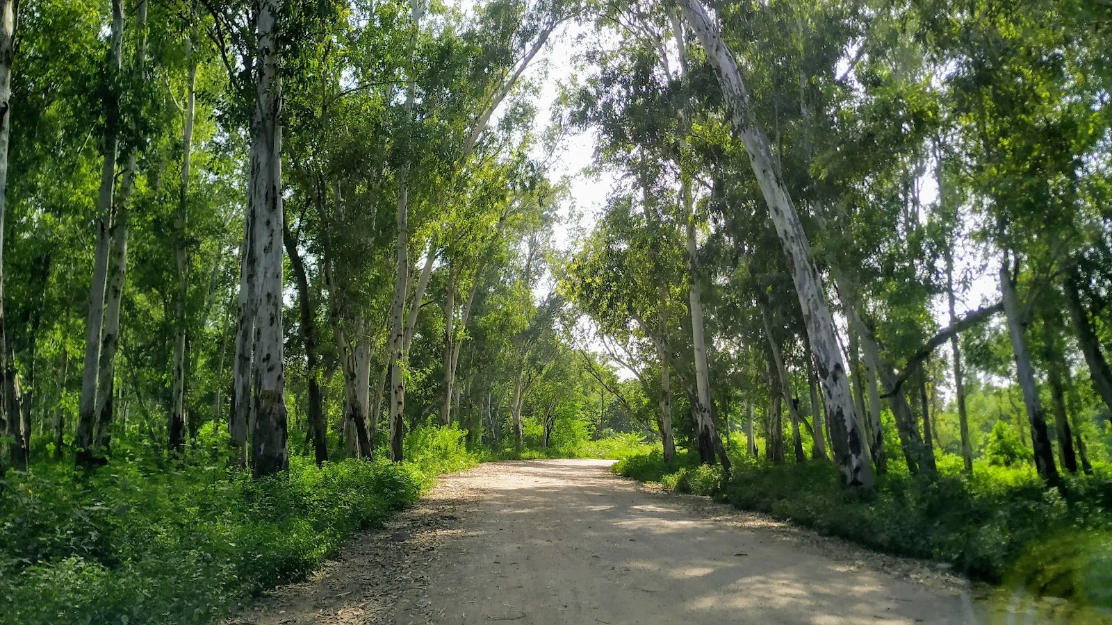 Restricted Forest