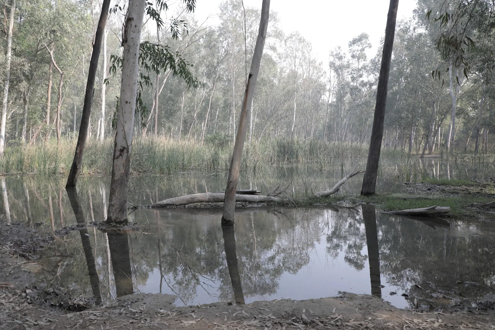 Restricted Forest