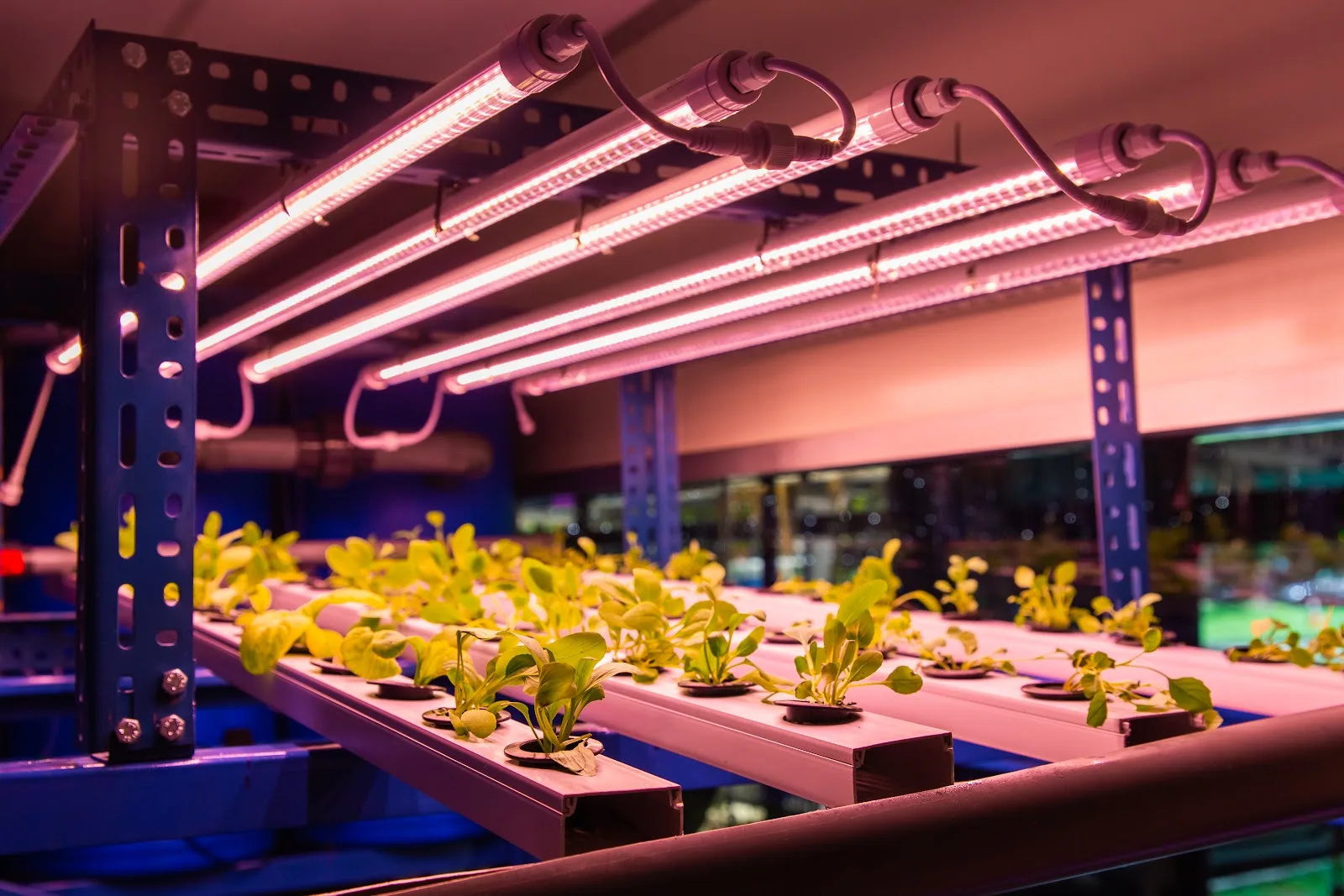 NUS Agritech Centre