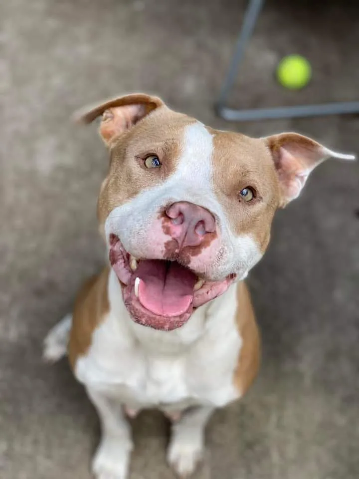 Chicago Animal Care and Control