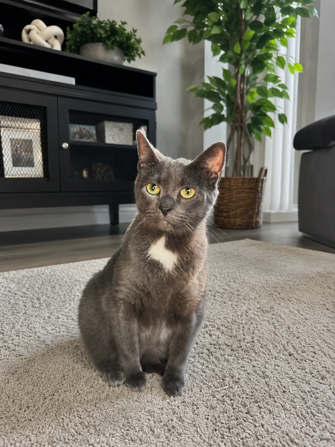 Chicago Animal Care and Control
