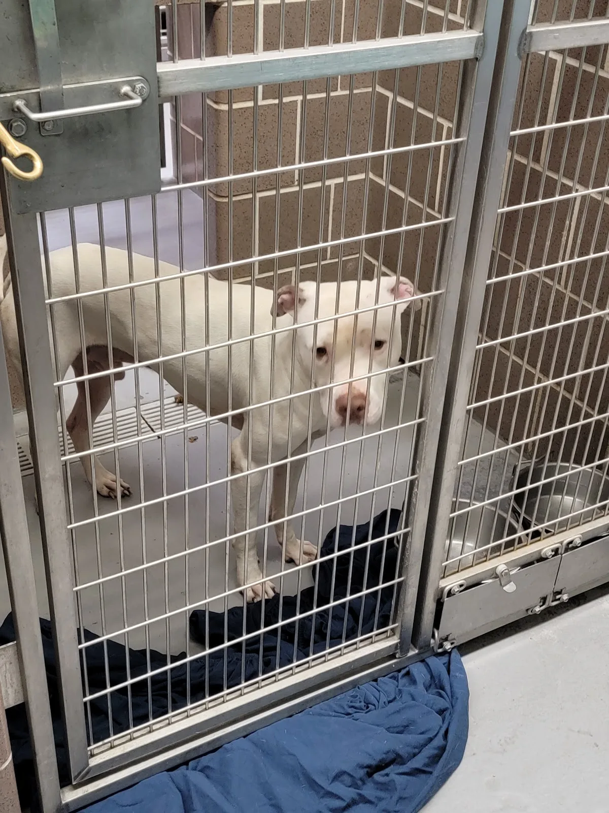 Chicago Animal Care and Control