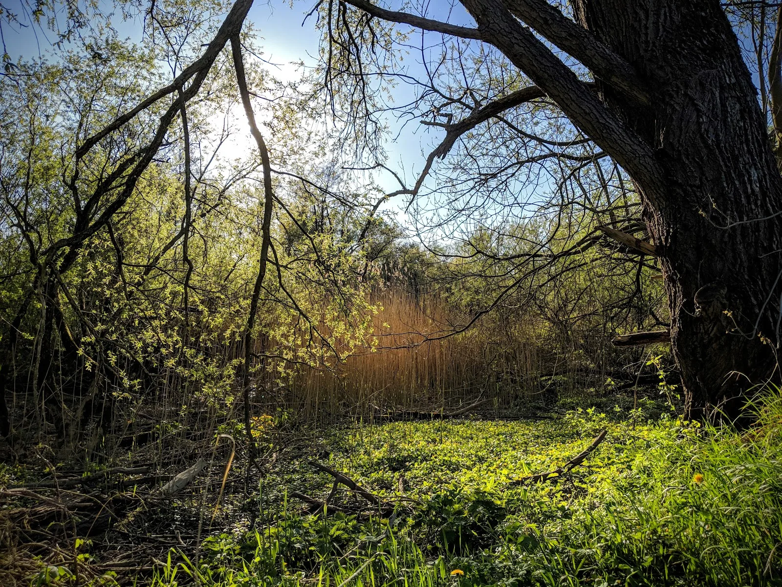Heuckenlock Nature Reserve
