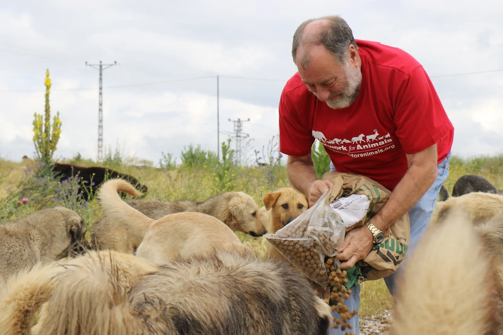 Network for Animals UK
