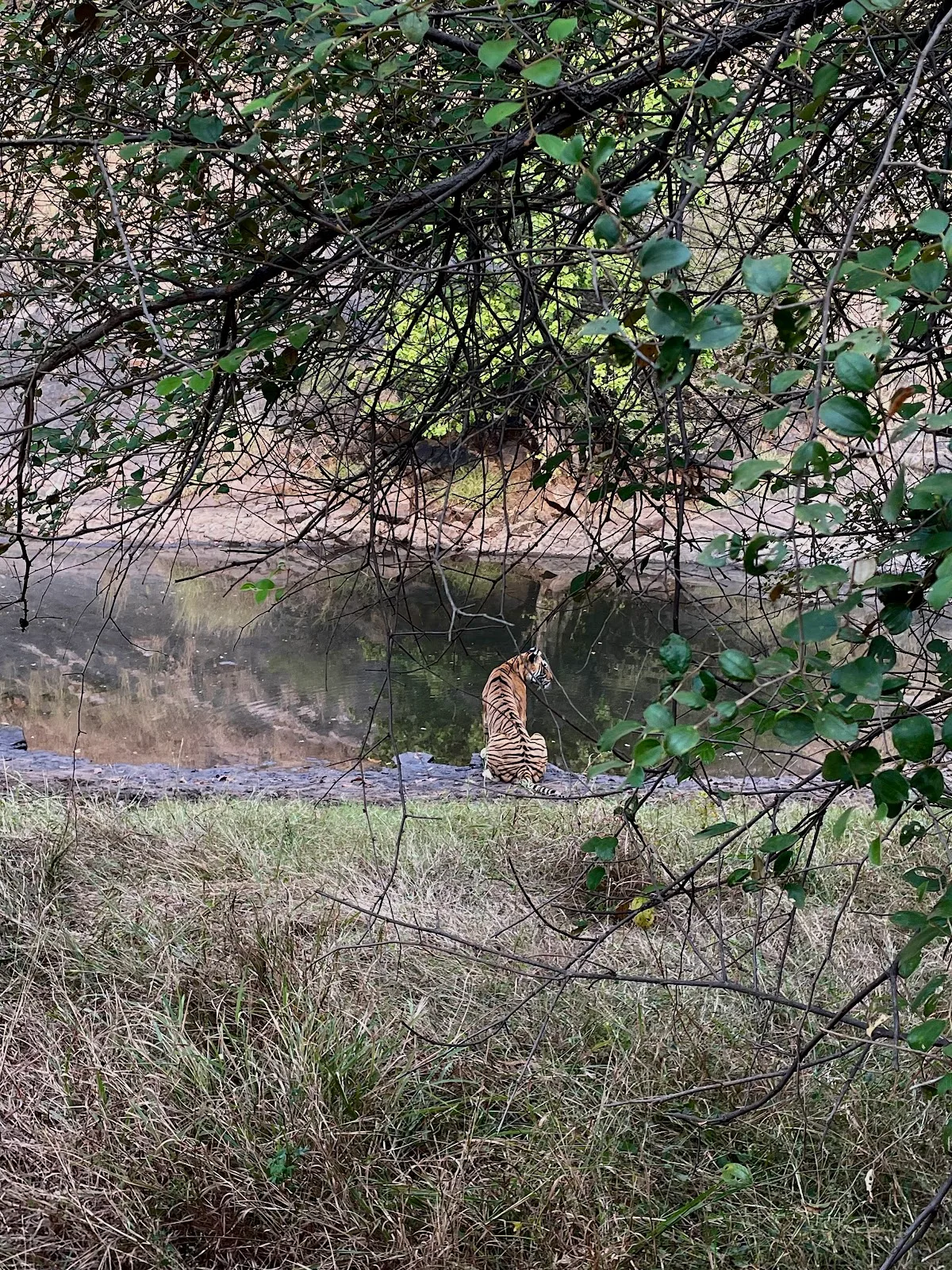 Canopy Wild: Immersive Wildlife Tours