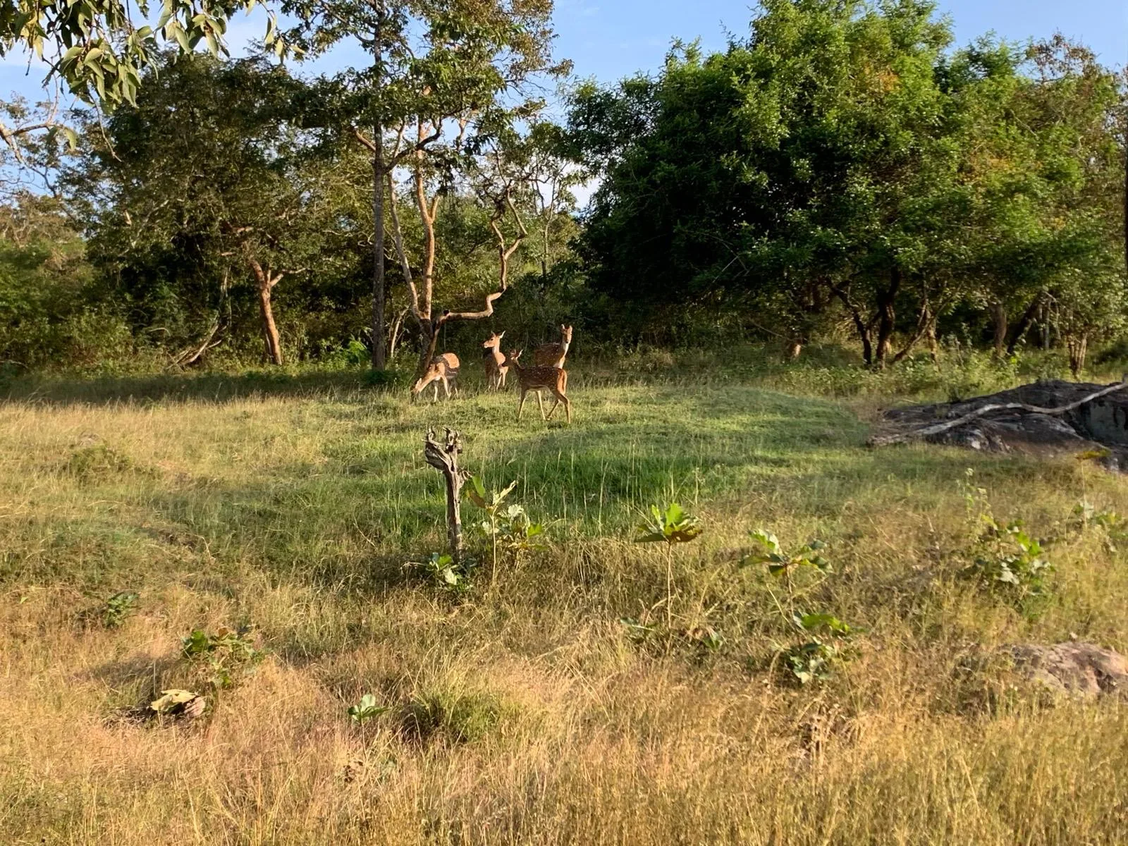 Canopy Wild: Immersive Wildlife Tours