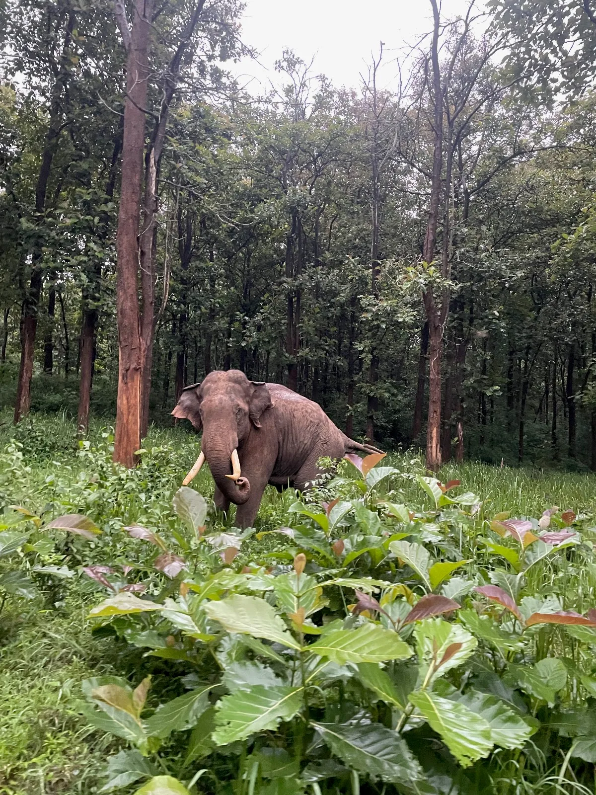 Canopy Wild: Immersive Wildlife Tours