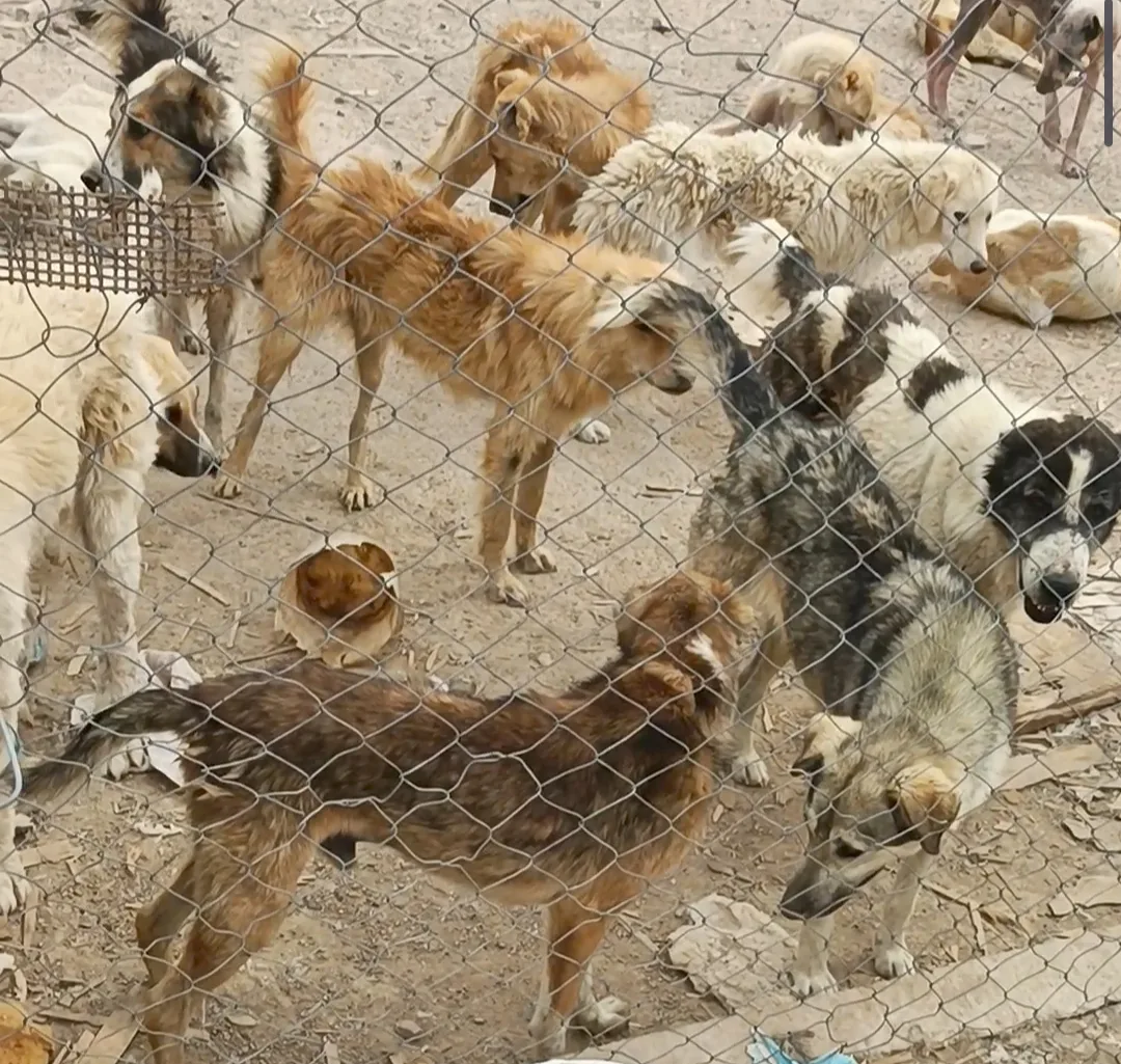 پناهگاه حیوانات ساموئل