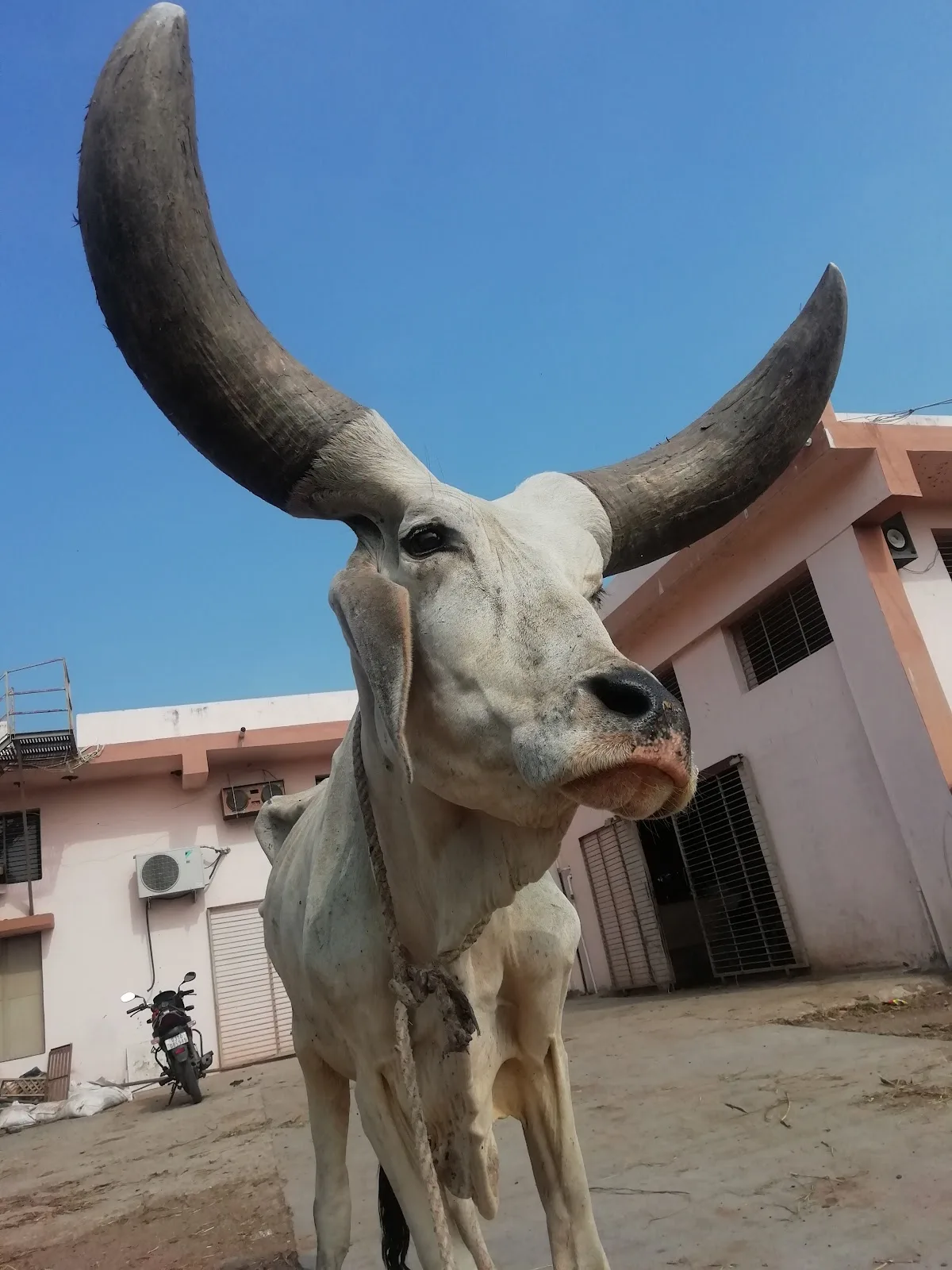 Jay Vachharaj Gauv Seva Trust