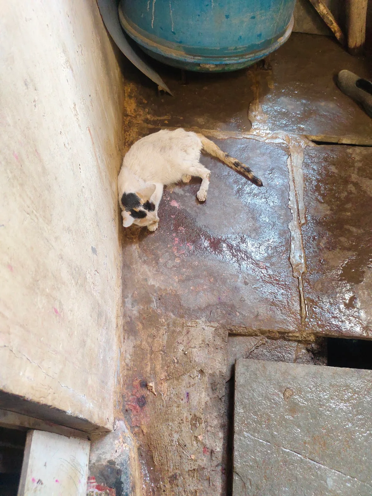 Vardhaman Sanskar Dham Jeevadaya Animal Ambulance Service