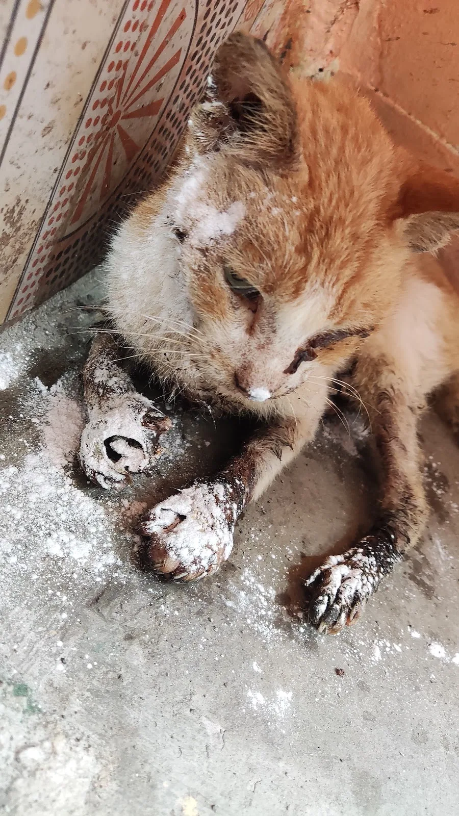 Vardhaman Sanskar Dham Jeevadaya Animal Ambulance Service