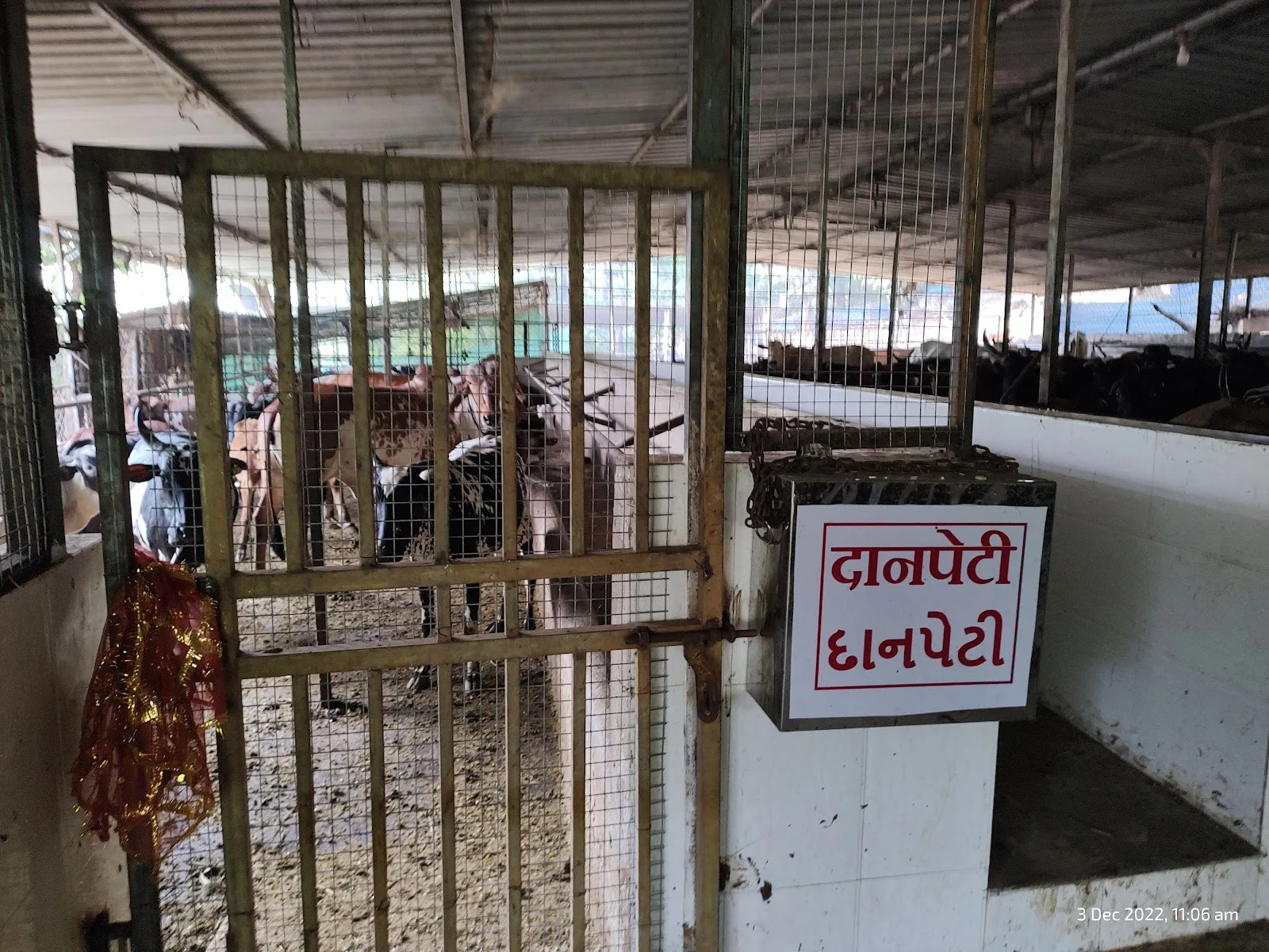 Ambaji Gau Shala