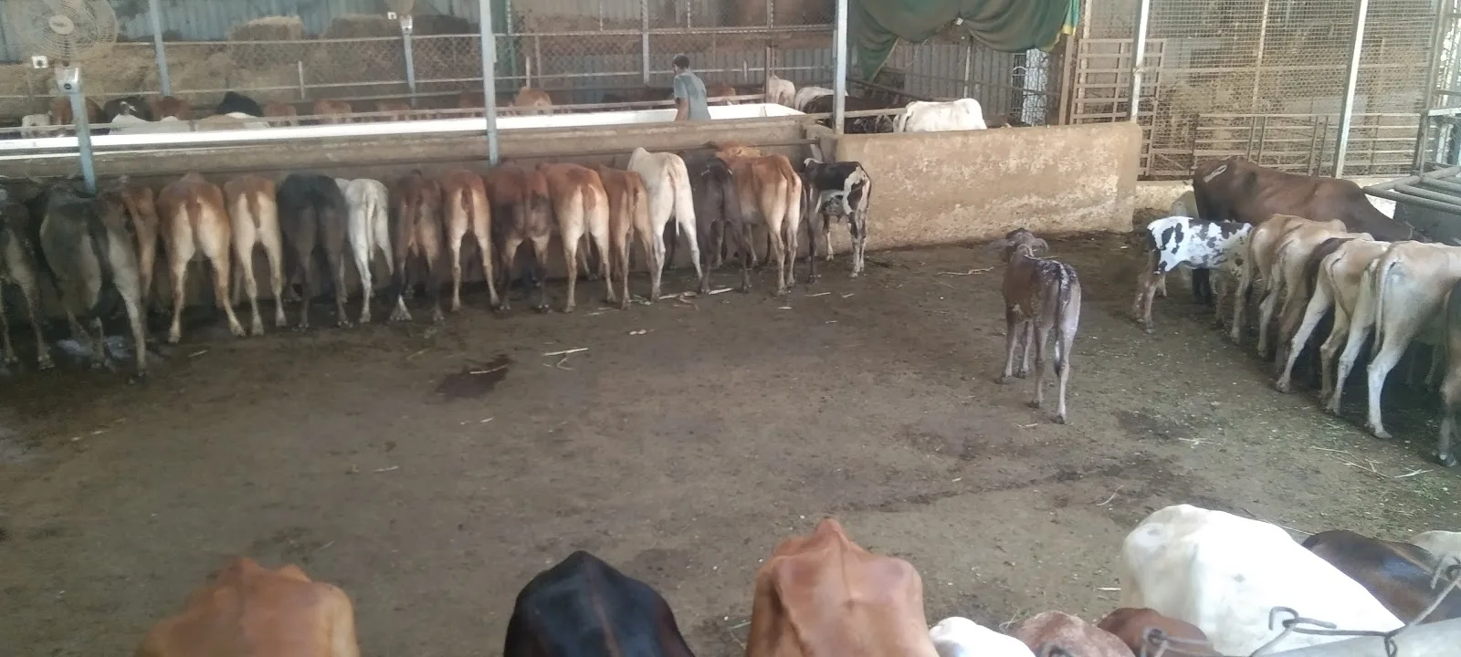 Ambaji Gau Shala