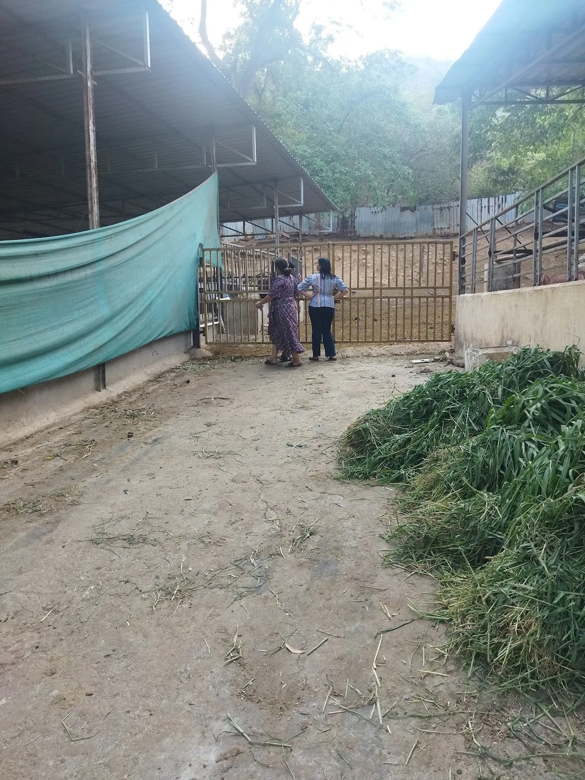 Ambaji Gau Shala