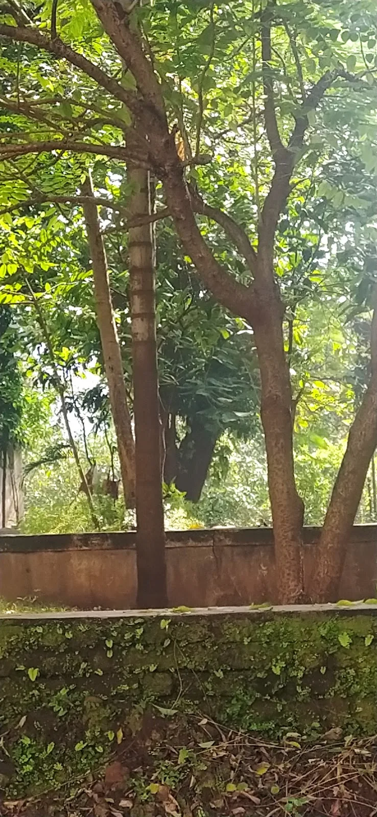 Sri Ma Vanasthali Ashram
