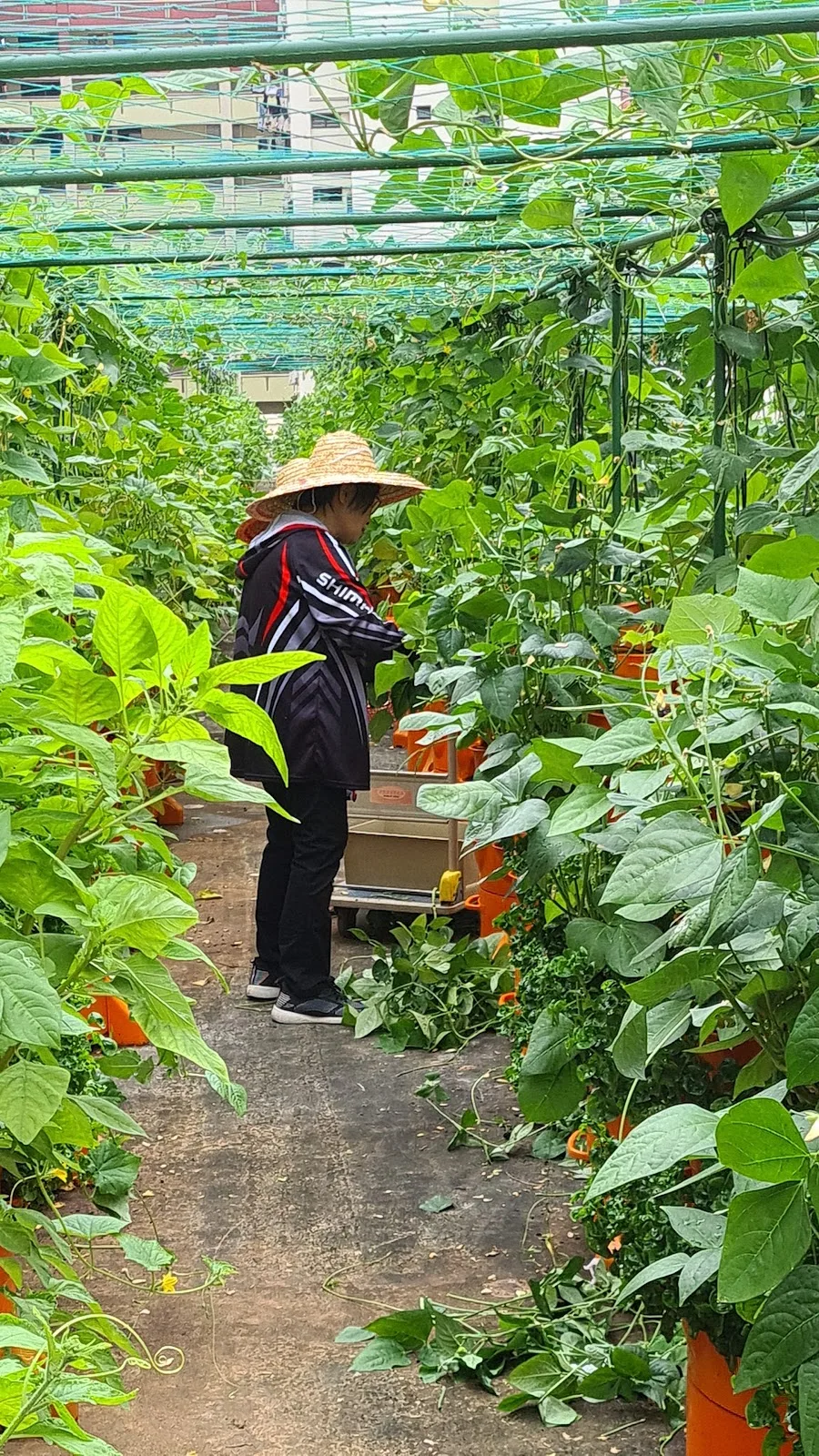 Nature's International Commodity Pte Ltd