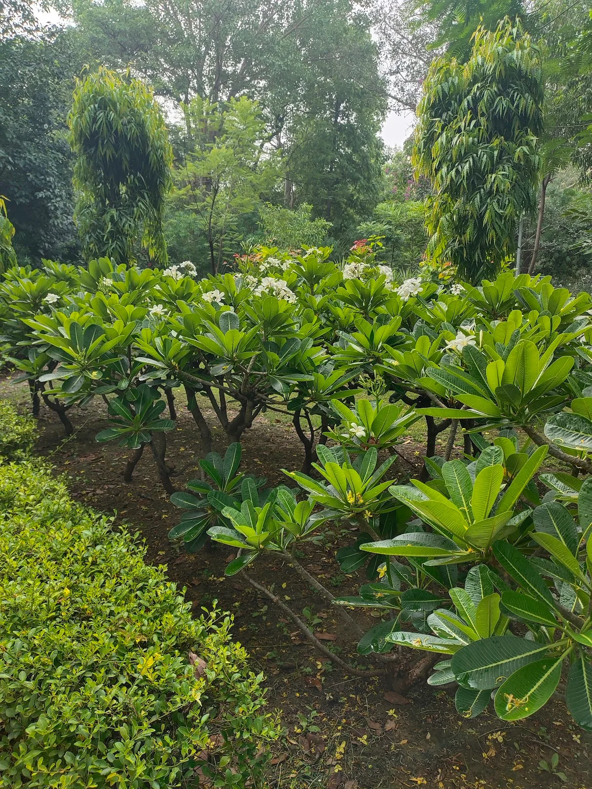 Maharani Bagh Community Center