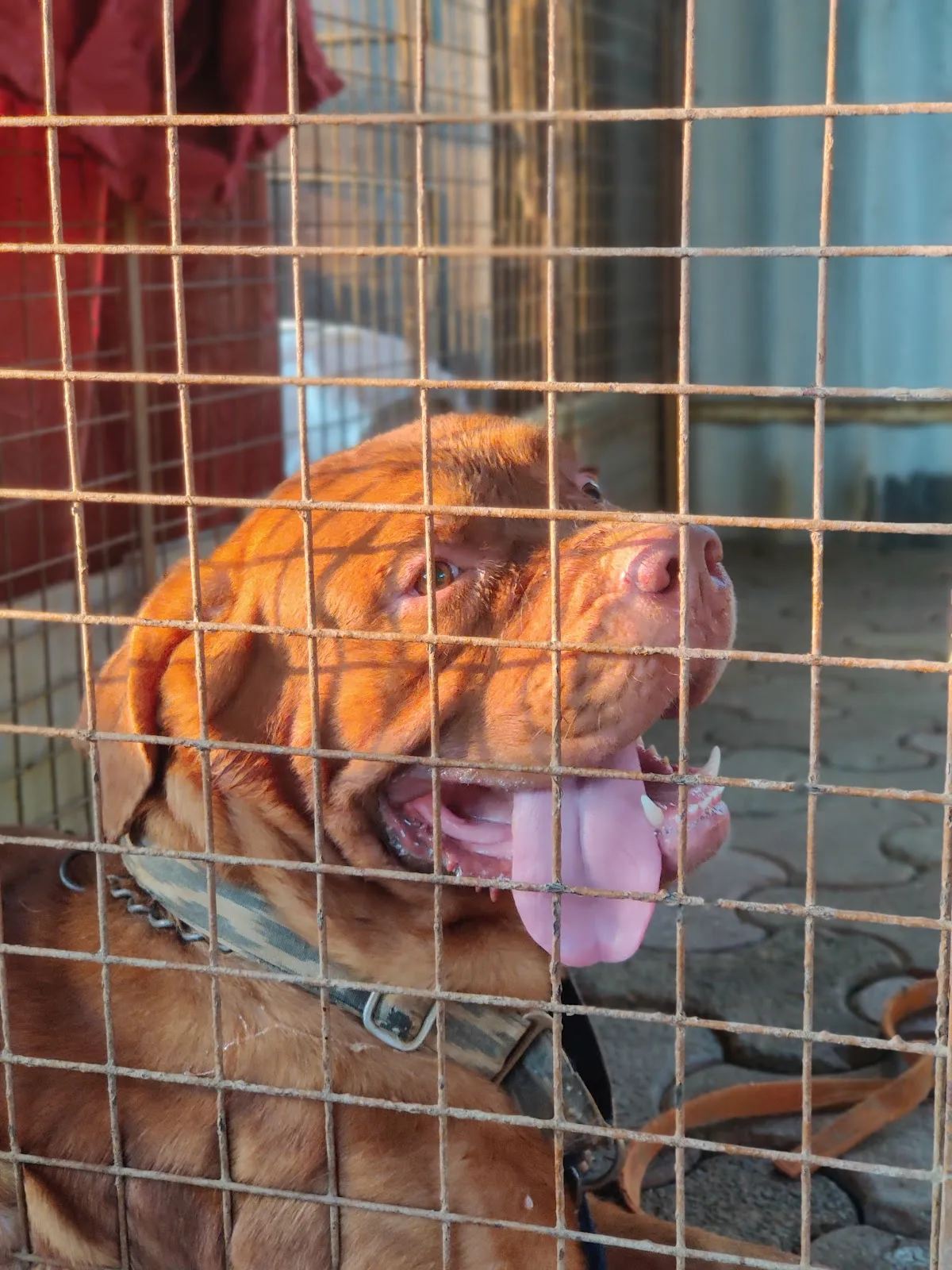 Freedom Farm, Citizens for Animal Protection Foundation