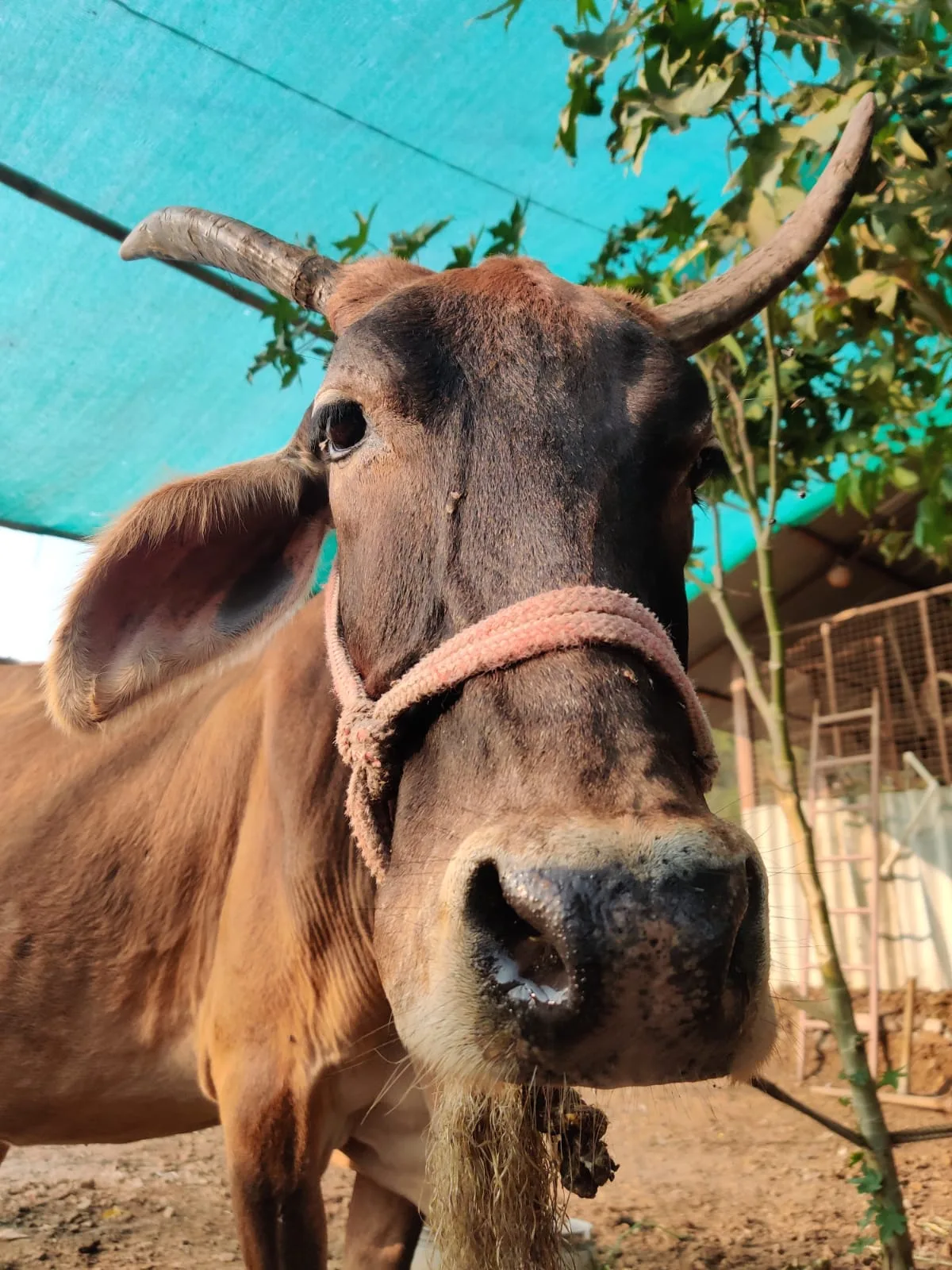 Freedom Farm, Citizens for Animal Protection Foundation