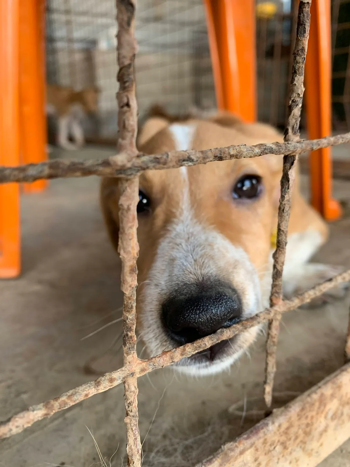 Freedom Farm, Citizens for Animal Protection Foundation