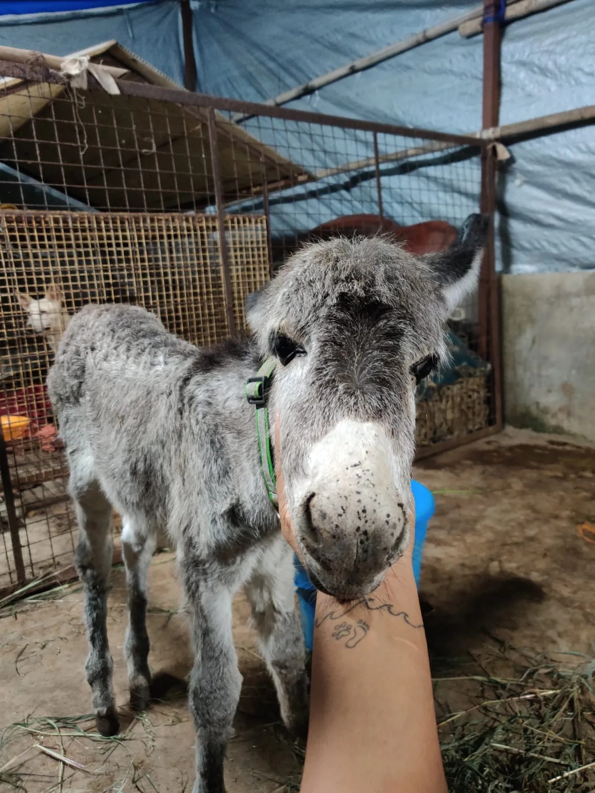 Freedom Farm, Citizens for Animal Protection Foundation