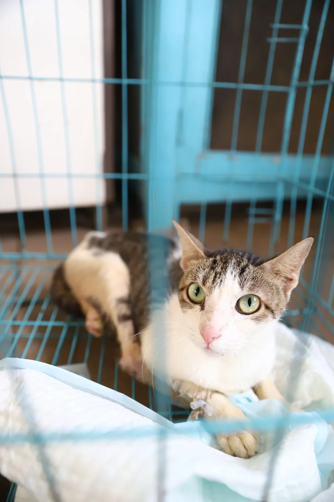 Freedom Farm, Citizens for Animal Protection Foundation