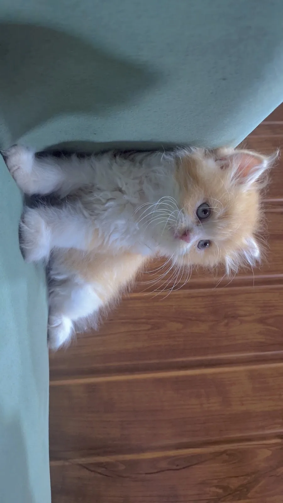 Catclub House