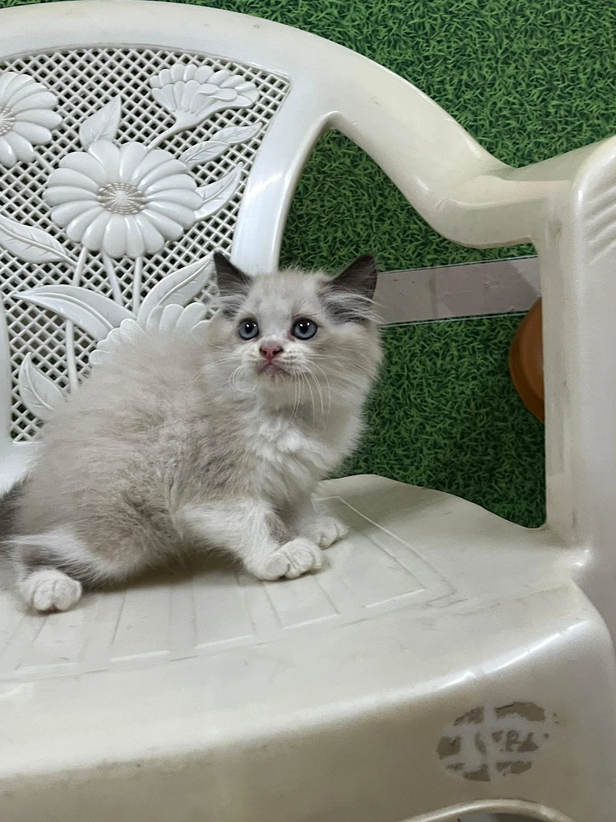 Catclub House