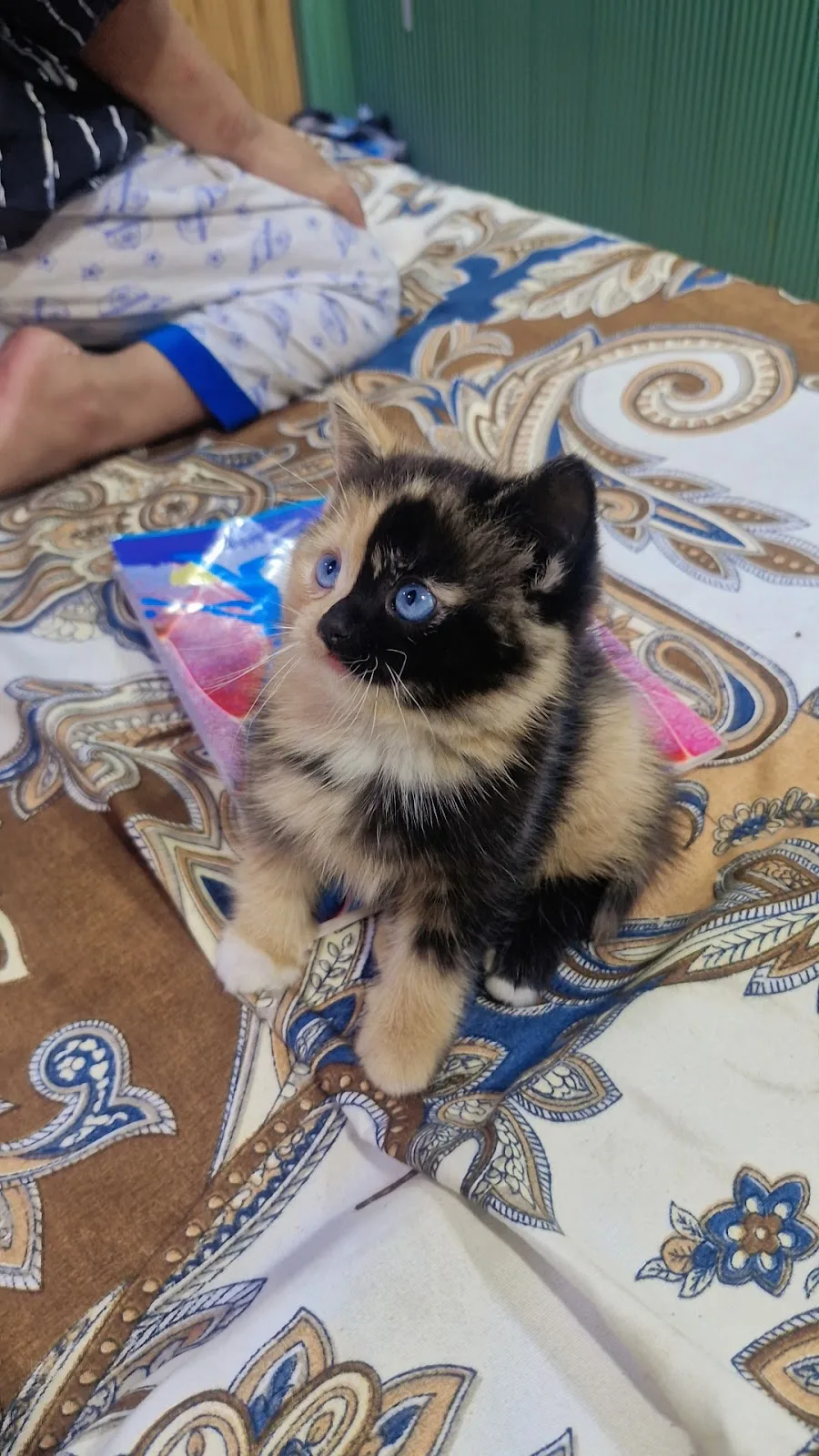 Catclub House