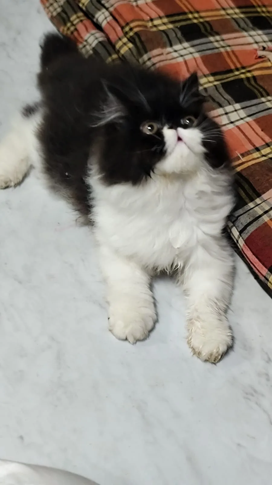 Catclub House