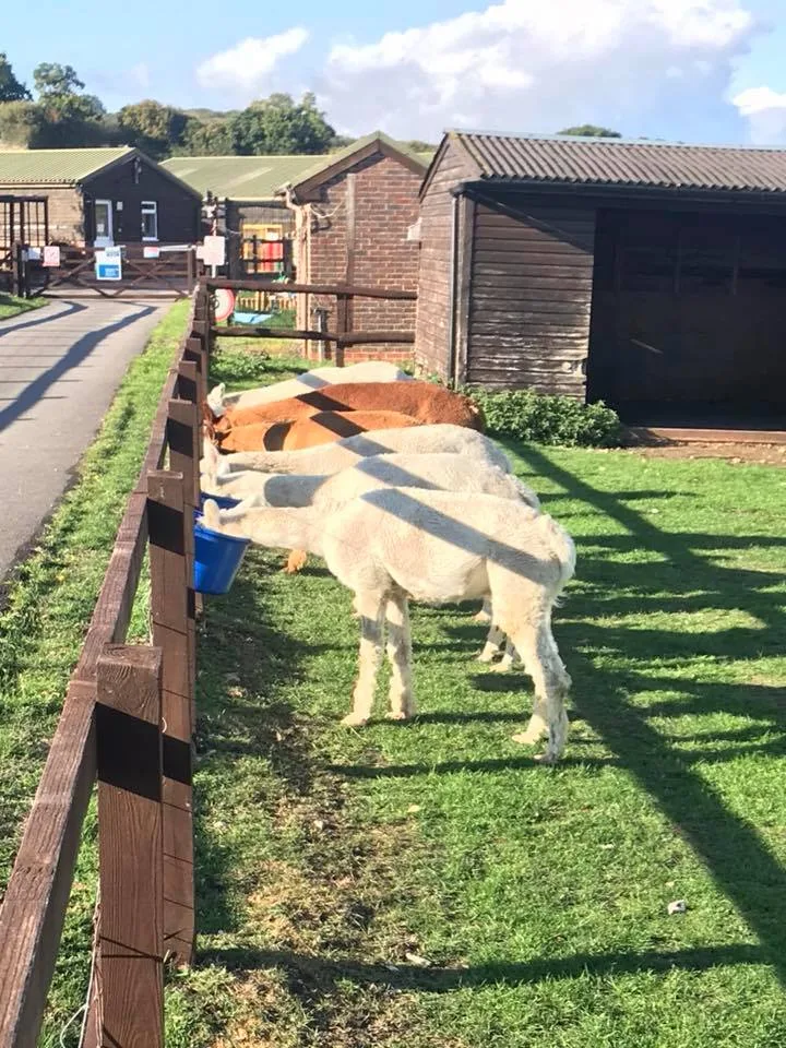 National Animal Welfare Trust Berkshire